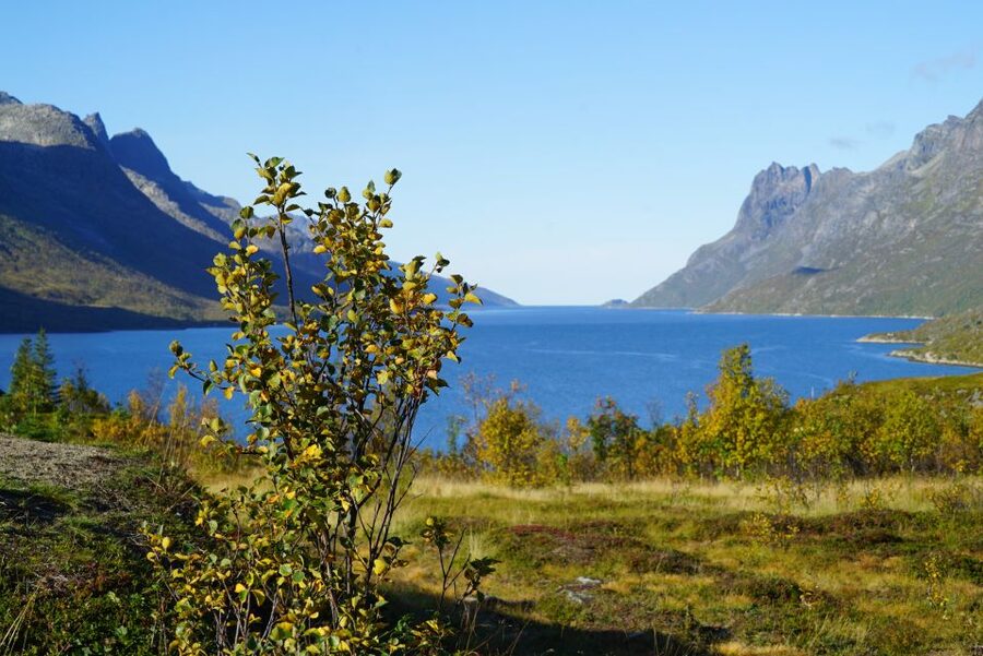 Tromsø: Fjord Sightseeing in a Tesla X Luxury Electric Car - Why this short fjord trip works well from Tromsø