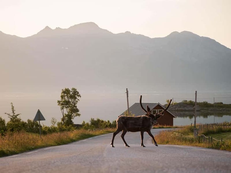 Tromsø: Fjord Tour and Visit to Sommarøy with Expert Tour Guide in Italian - Seeing the Arctic in summer and winter