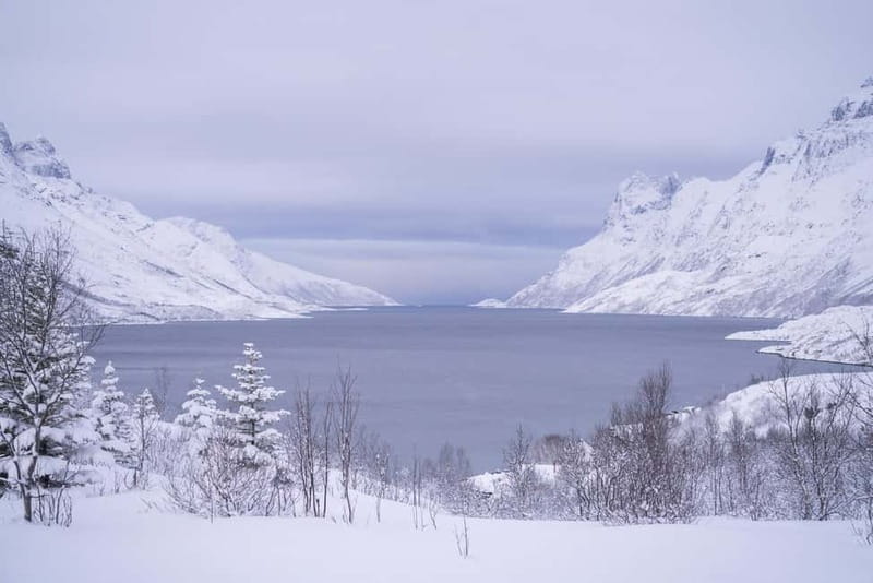 Tromsø: Fjord Tour and Visit to Sommarøy with Expert Tour Guide in Italian - Who should book this Kvaløya tour?