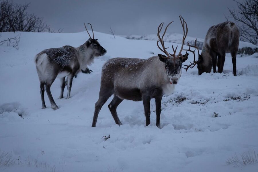 Tromsø: Fjords & Beaches Tour with Campfire and Arctic Food - Wildlife watching without promises