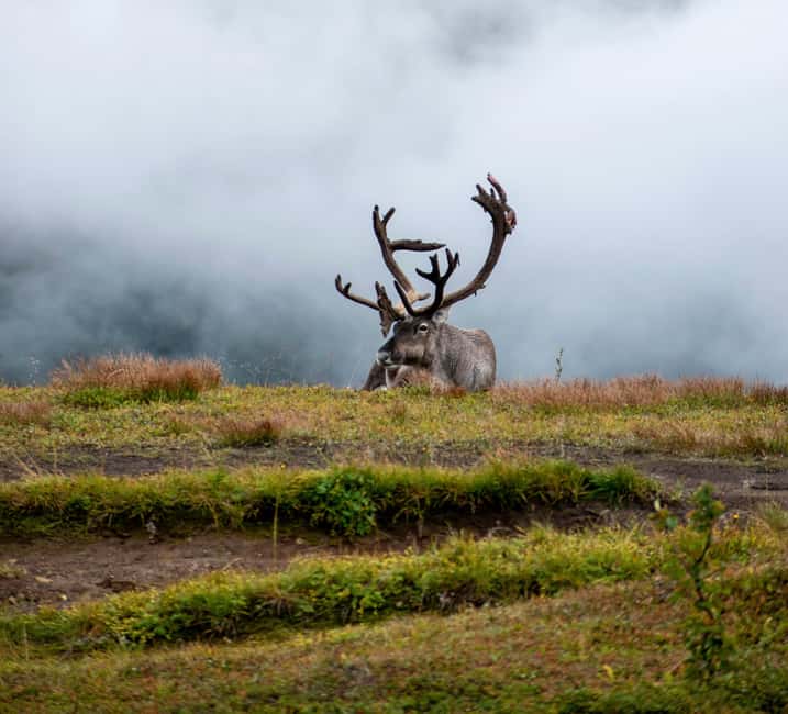Tromsø: Fjords & Sommarøy Tour with Warm Local Lunch Option - Wildlife sightings require patience and luck