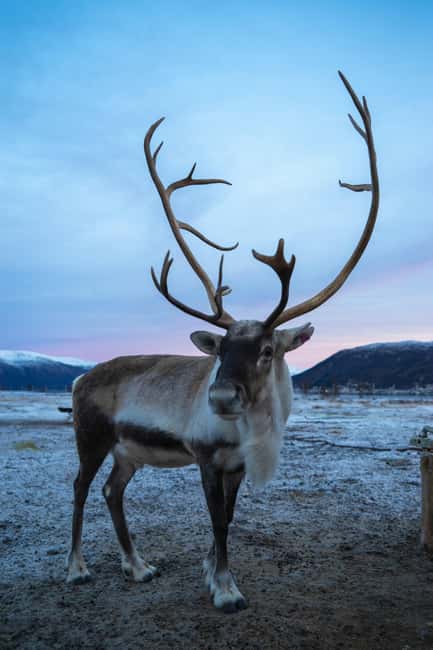Tromsø: Fjords & Sommarøy Tour with Warm Local Lunch Option - Is the $73 price good value?