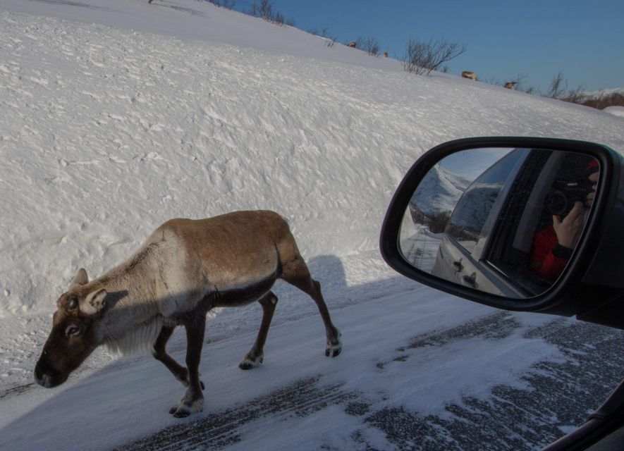 Tromsø: Fjords Tour - Why a road tour is the smart way to see Tromsø’s outskirts