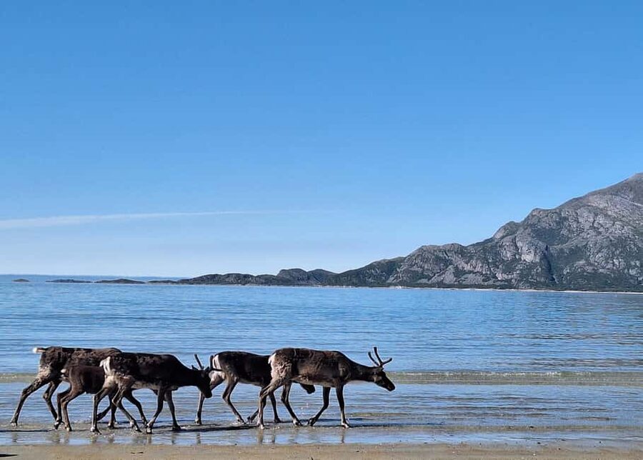 Tromsø: Guided Arctic Nature & Fjord Small Group Tour - Nordfjordbotn, where the road becomes part of the view