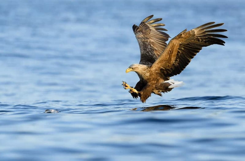 Tromsø: Luxury Summer Fjord Cruise with Lunch & Hot Tub - The optional polar plunge and private hot tub