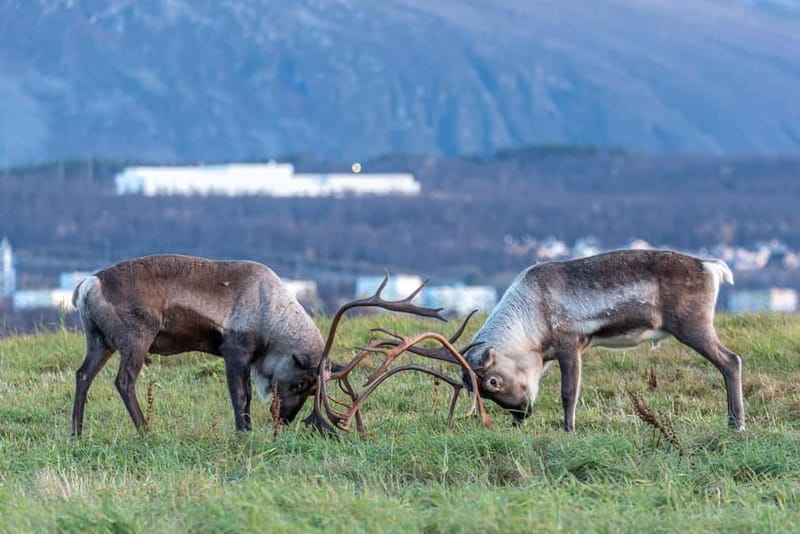 Tromsø: Midnight Fjord Tour - Who will enjoy this most?
