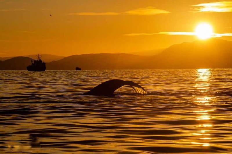 Tromsø: Midnight Fjord Tour - The coastal road to Sommarøy