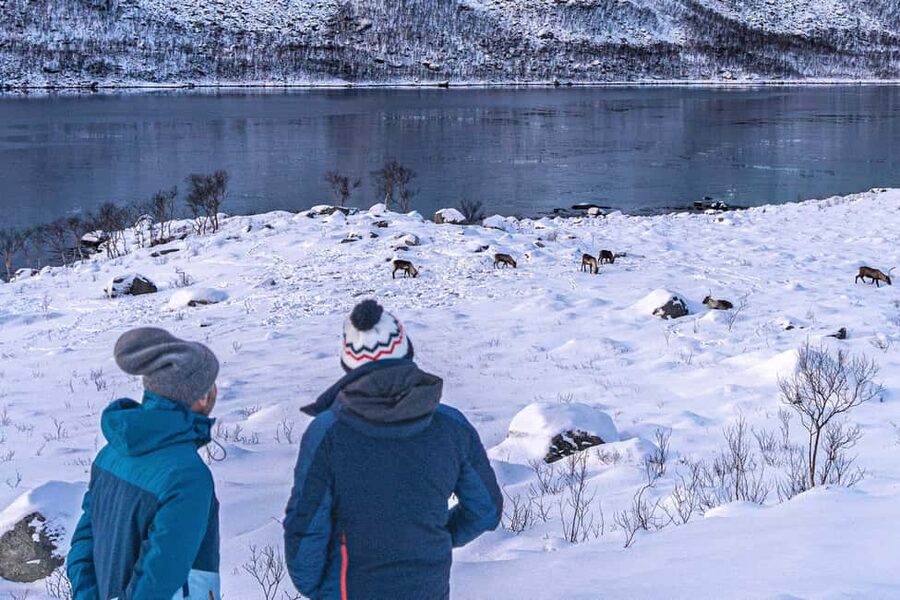 Tromsø: Senja Fjord Tour in Chinese/English Small-Group - Why Senja makes a better day trip than a quick roadside stop