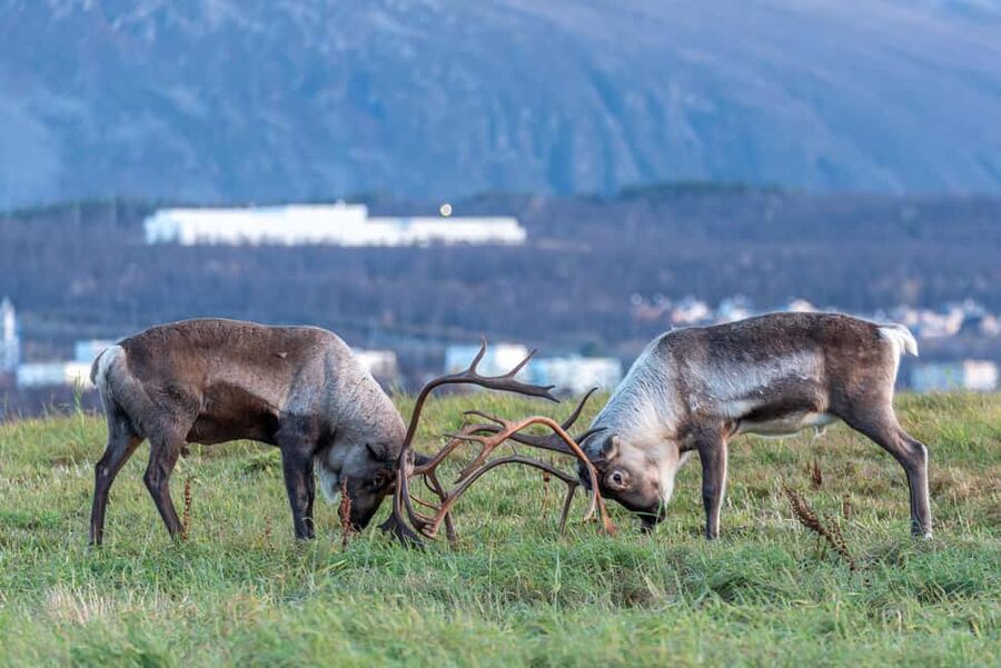 Tromsø: Small Group Kvaløya & Sommarøy Fjord Tour with Lunch - Key points to know before you go
