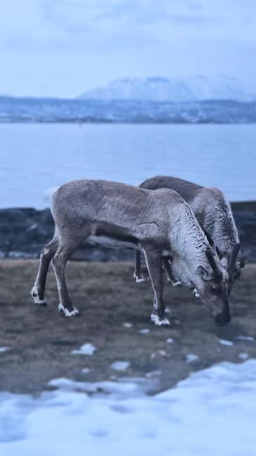 Tromsø: Sommerøya and Kvaløya Arctic Fjords Tour with Lunch - Weather and timing need a little planning