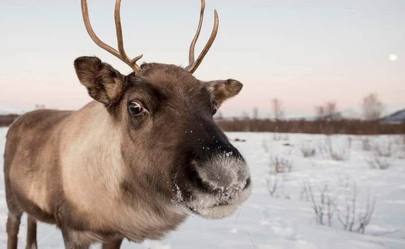 Tromsø: Winter Fjord Road Trip - Photography help that adds real value