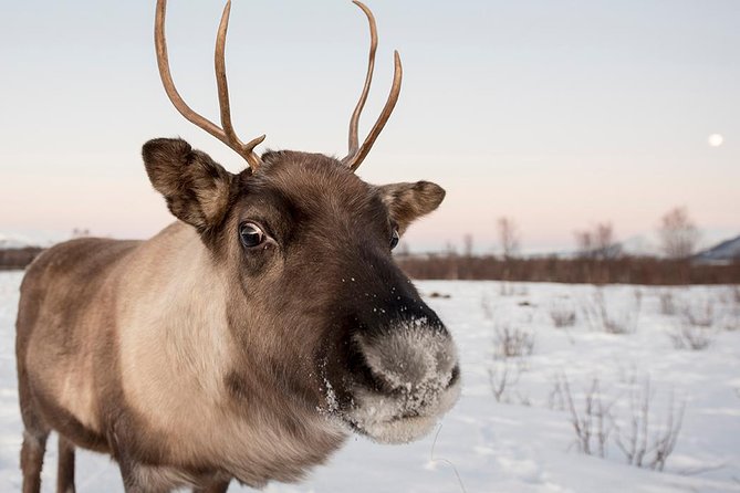 Winter Fjord Road Trip with Wandering Owl - Why this winter drive works so well from Tromsø