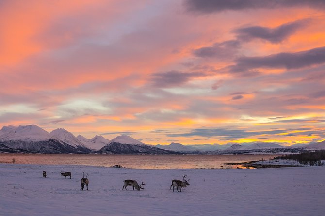 Winter Fjord Road Trip with Wandering Owl - Small groups, limited facilities, and winter clothing